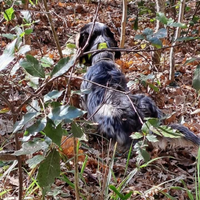 Setter linea Born tò hunt