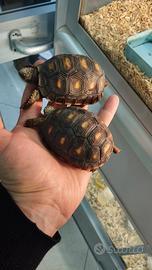 Tartarughe Carbonarie