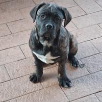 Ultima cucciola dogue de bordeaux/corso 3 mesi spl