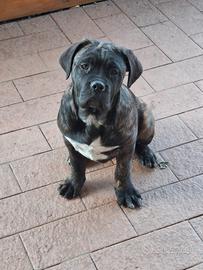 Ultima cucciola dogue de bordeaux/corso 3 mesi spl