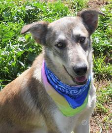 Teseo un anno di età, da adottare