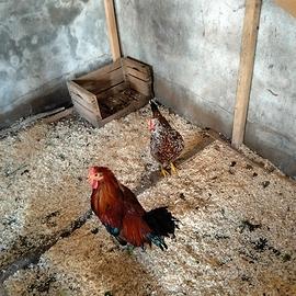 Gallo cornuta Caltanissetta gallina millefiori di