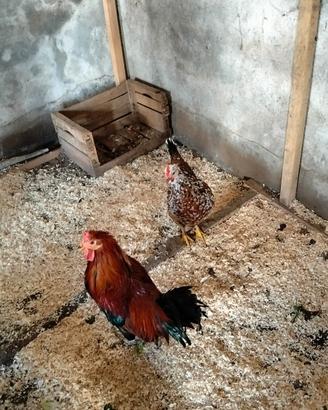 Gallo cornuta Caltanissetta gallina millefiori di