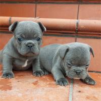 Splendidi cuccioli Bulldog francese Blu esotico