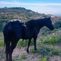 Cavalla puledra appaloosa