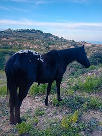 Cavalla puledra appaloosa