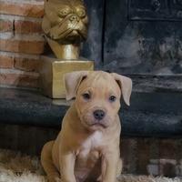 American bully