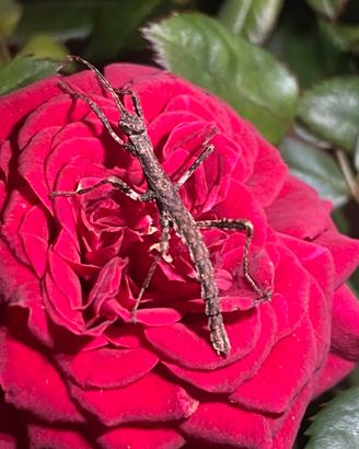 Ninfea INSETTO STECCO (Sungaya inexpectata)