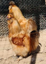 Galline ornamentali
