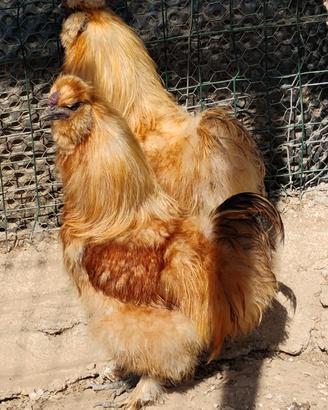 Galline ornamentali