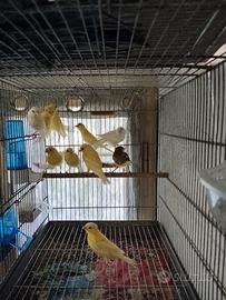 Canarini novelli 10 euro