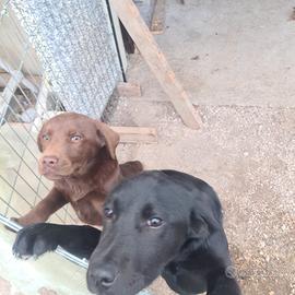 Cuccioli labrador