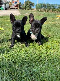 Bulldog francese