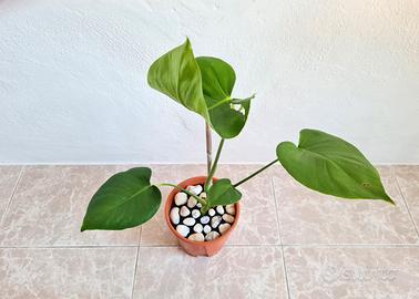 🌿 Pianta Monstera Deliciosa SPLENDIDA 💚