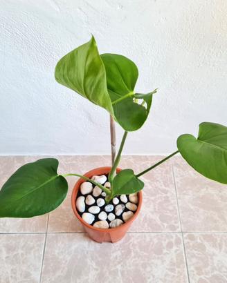 🌿 Pianta Monstera Deliciosa SPLENDIDA 💚