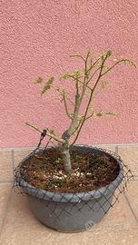 Pre bonsai albizia