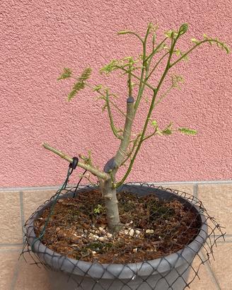 Pre bonsai albizia