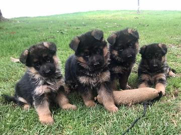 Cuccioli pastore tedesco