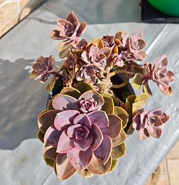 Echeveria  'Perle von Nurnberg' pianta grassa 