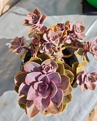 Echeveria  'Perle von Nurnberg' pianta grassa 