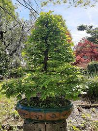 Bonsai di Carpino