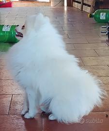 Spitz Pomerania maschio pedigree