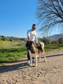 Akita americano per monte