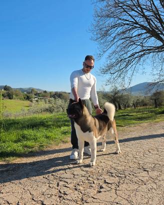 Akita americano per monte