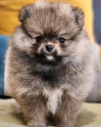 Cuccioli spitz Pomerania