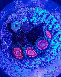 Zoahnthus corallo acquario marino