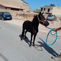 Pony femmina