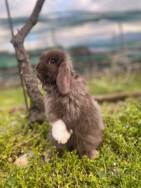 Cuccioli coniglio nano minilop