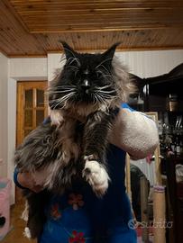 Maine Coon taglia xxl
