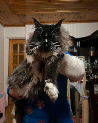 Maine Coon taglia xxl