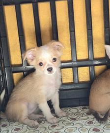 Chihuahua cucciole femmine pelo lungo