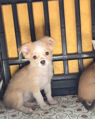Chihuahua cucciole femmine pelo lungo