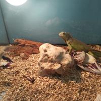 Iguane rosse