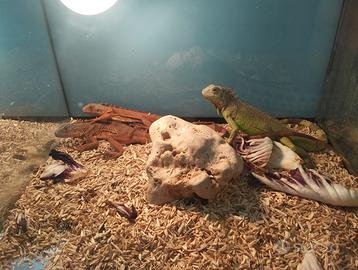 Iguane rosse