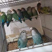 Inseparabili