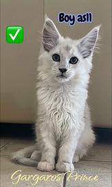 7Maine coon linea shaded
