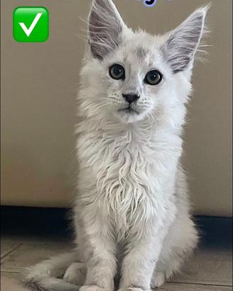 7Maine coon linea shaded