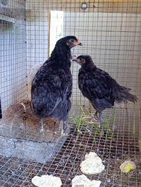 Pulcinotti di oliver egger