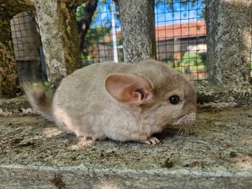 Cincillà cuccioli