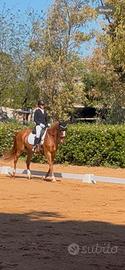 Cavallo