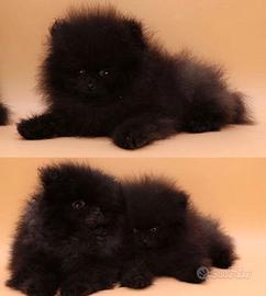 Cuccioli di spitz pomerania neri maschi