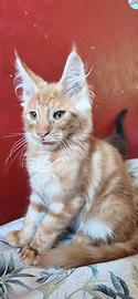 Maine Coon