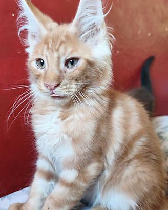 Maine Coon