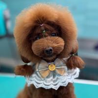 Cuccioli di Barbone Toy Red Pedigree Enci