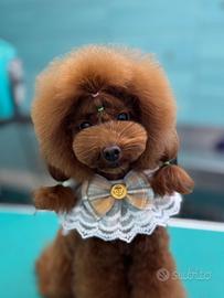 Cuccioli di Barbone Toy Red Pedigree Enci