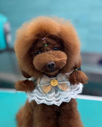 Cuccioli di Barbone Toy Red Pedigree Enci